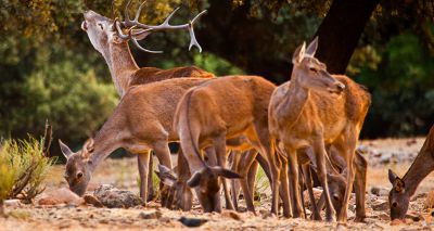 GPS tech to track red deer in Scottish Highlands